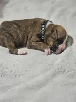 Buster AKC , a male Boxer for sale in Milton, FL – 4 of 10