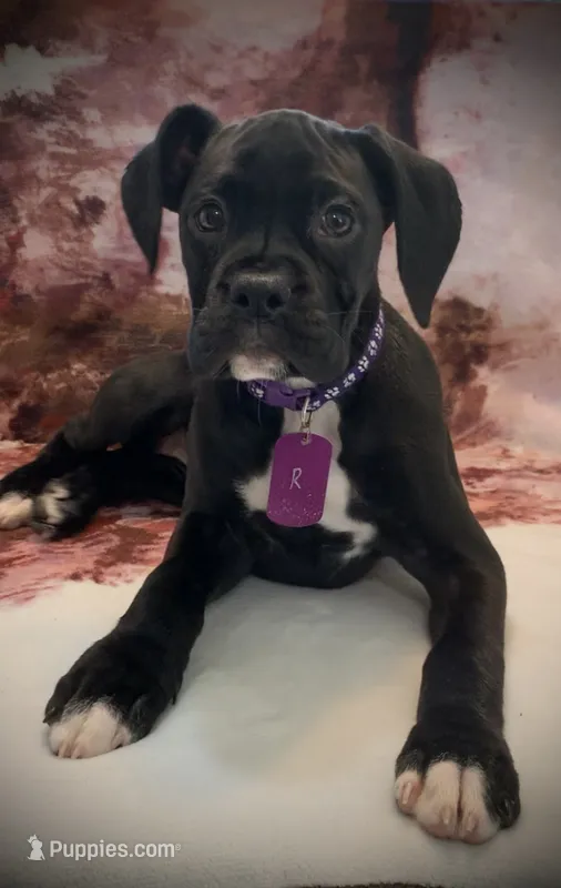 Abby AKC  – Boxer puppy for sale in Milton, FL