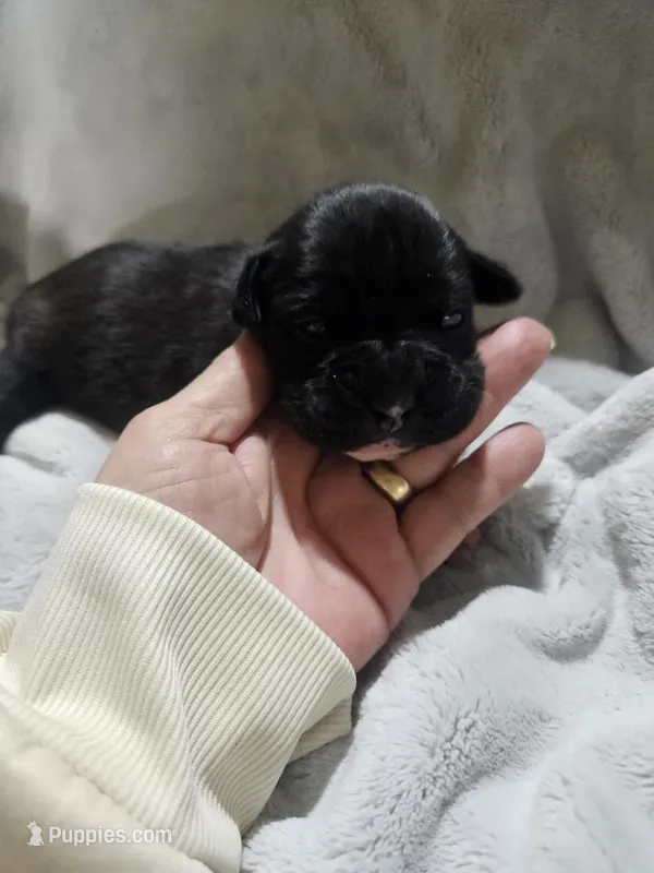 Rebel AKC  – Boxer puppy for sale in Milton, FL