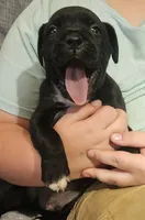 Rebel AKC , a male Boxer for sale in Milton, FL – 2 of 6