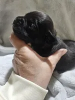 Rebel AKC , a male Boxer for sale in Milton, FL – Photo 3 of 4