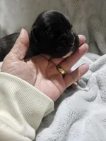 Rebel AKC , a male Boxer for sale in Milton, FL – Photo 2 of 4