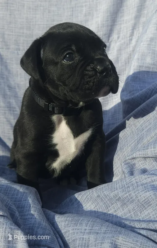 Rebel AKC  – Boxer puppy for sale in Milton, FL
