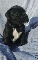 Rebel AKC , a male Boxer for sale in Milton, FL – 1 of 6
