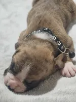 Buster AKC , a male Boxer for sale in Milton, FL – 6 of 10