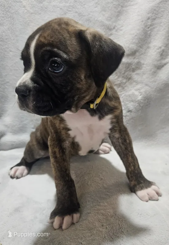 Macy AKC  – Boxer puppy for sale in Milton, FL