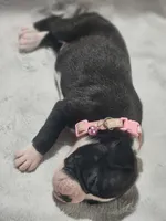 Daisy AKC , a female Boxer for sale in Milton, FL – 4 of 8