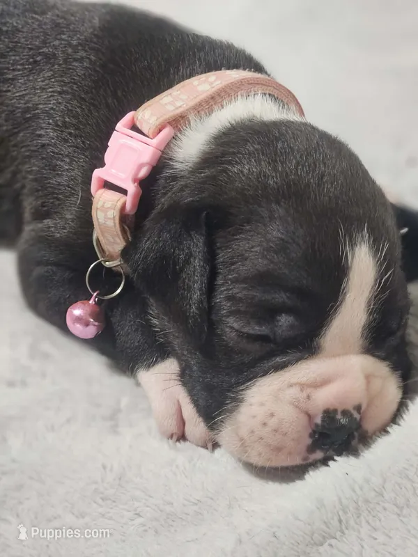 Daisy AKC  – Boxer puppy for sale in Milton, FL