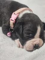Daisy AKC , a female Boxer for sale in Milton, FL – 1 of 8