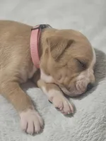 Flashy fawn girl 2 , a female Boxer for sale in Milton, FL – 2 of 6
