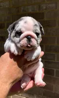 Missy AKC , a female English Bulldog for sale in Milton, FL – 4 of 10