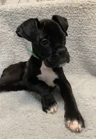 Male 1 AKC , a male Boxer for sale in Pensacola, FL – Photo 4 of 5