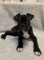 Male 1 AKC , a male Boxer for sale in Pensacola, FL – Photo 3 of 5