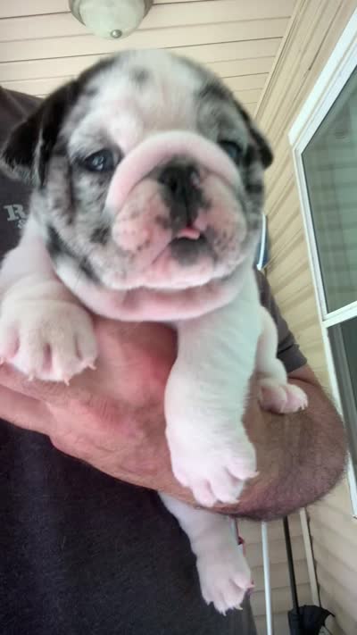 Missy AKC , a female English Bulldog for sale in Milton, FL – 10 of 10