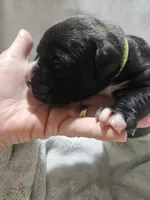 Buster AKC , a male Boxer for sale in Milton, FL – Photo 3 of 4