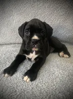 Sold, a male Boxer for sale in Milton, FL – 4 of 9