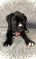 Sold, a male Boxer for sale in Milton, FL – 6 of 9