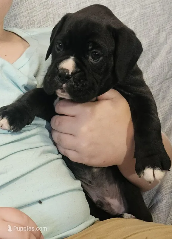 Buster AKC  – Boxer puppy for sale in Milton, FL