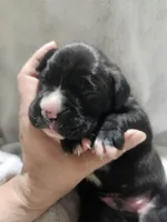 Buster AKC , a male Boxer for sale in Milton, FL – Photo 1 of 4