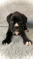 Sold, a male Boxer for sale in Milton, FL – 9 of 9