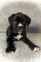 Sold, a male Boxer for sale in Milton, FL – 5 of 9