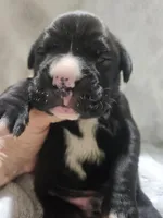 Buster AKC , a male Boxer for sale in Milton, FL – Photo 2 of 4