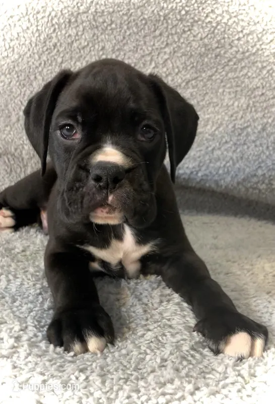 Buster AKC  – Boxer puppy for sale in Milton, FL