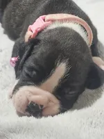 Daisy AKC , a female Boxer for sale in Milton, FL – 2 of 8