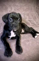 Rebel AKC , a male Boxer for sale in Milton, FL – 3 of 4