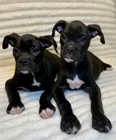 Akc Girl 💕, a female Boxer for sale in Milton, FL – 3 of 3