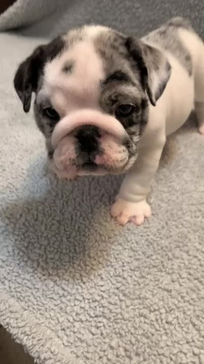 Missy AKC , a female English Bulldog for sale in Milton, FL – 9 of 10