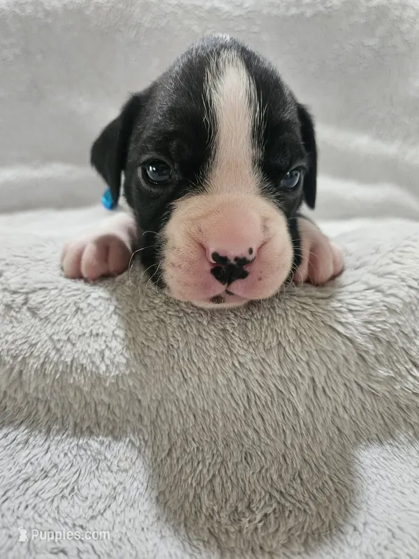 Dax AKC  – Boxer puppy for sale in Milton, FL