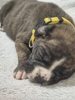 Macy AKC , a female Boxer for sale in Milton, FL – 5 of 10