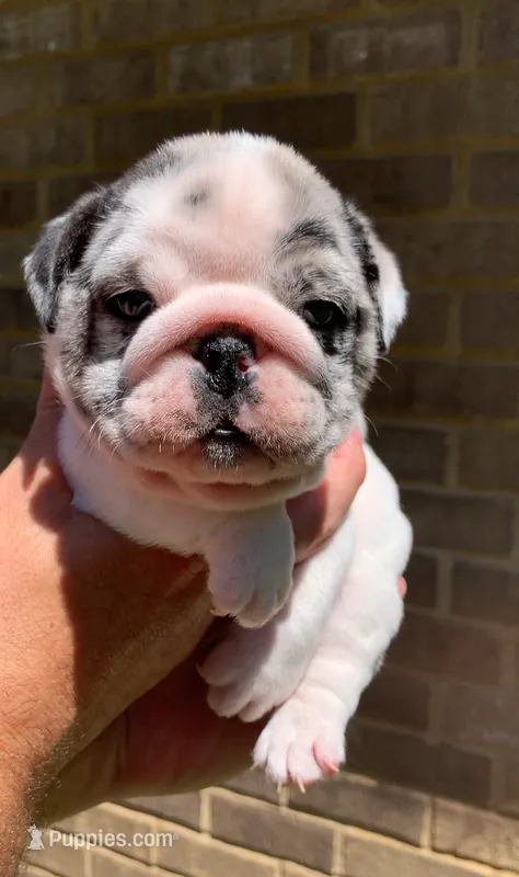 Missy AKC  – English Bulldog puppy for sale in Milton, FL