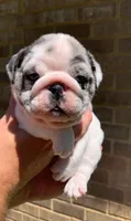 Missy AKC , a female English Bulldog for sale in Milton, FL – 6 of 10