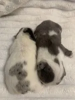 Missy AKC , a female English Bulldog for sale in Milton, FL – Photo 6 of 10