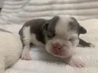 Missy AKC , a female English Bulldog for sale in Milton, FL – Photo 4 of 10