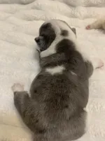 Missy AKC , a female English Bulldog for sale in Milton, FL – Photo 3 of 10