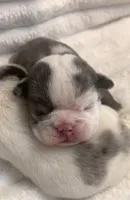 Missy AKC , a female English Bulldog for sale in Milton, FL – Photo 2 of 10