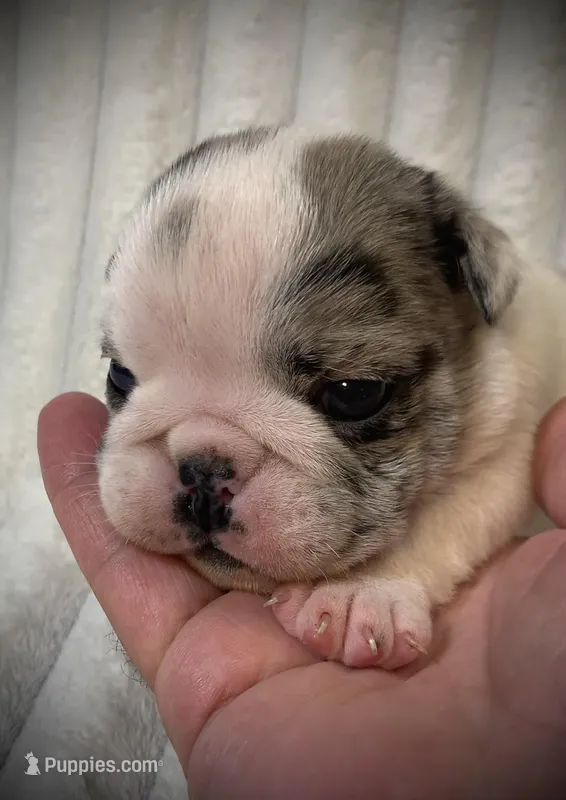 Missy AKC  – English Bulldog puppy for sale in Milton, FL