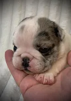 Missy AKC , a female English Bulldog for sale in Milton, FL – 2 of 10