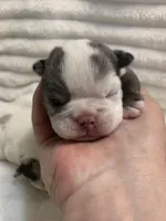 Missy AKC , a female English Bulldog for sale in Milton, FL – Photo 1 of 10