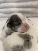 Missy AKC , a female English Bulldog for sale in Milton, FL – Photo 10 of 10