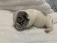 Missy AKC , a female English Bulldog for sale in Milton, FL – Photo 9 of 10