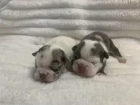 Missy AKC , a female English Bulldog for sale in Milton, FL – Photo 7 of 10