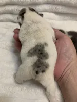 Missy AKC , a female English Bulldog for sale in Milton, FL – Photo 8 of 10