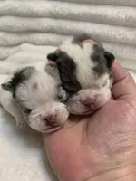 Missy AKC , a female English Bulldog for sale in Milton, FL – Photo 5 of 10