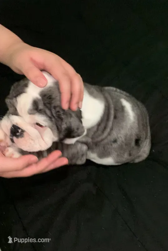 Lizzie AKC  – English Bulldog puppy for sale in Milton, FL