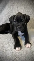 Baxter AKC , a male Boxer for sale in Milton, FL – 3 of 7
