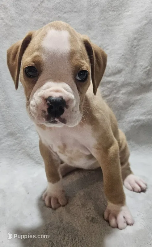Flashy fawn girl 1  – Boxer puppy for sale in Milton, FL